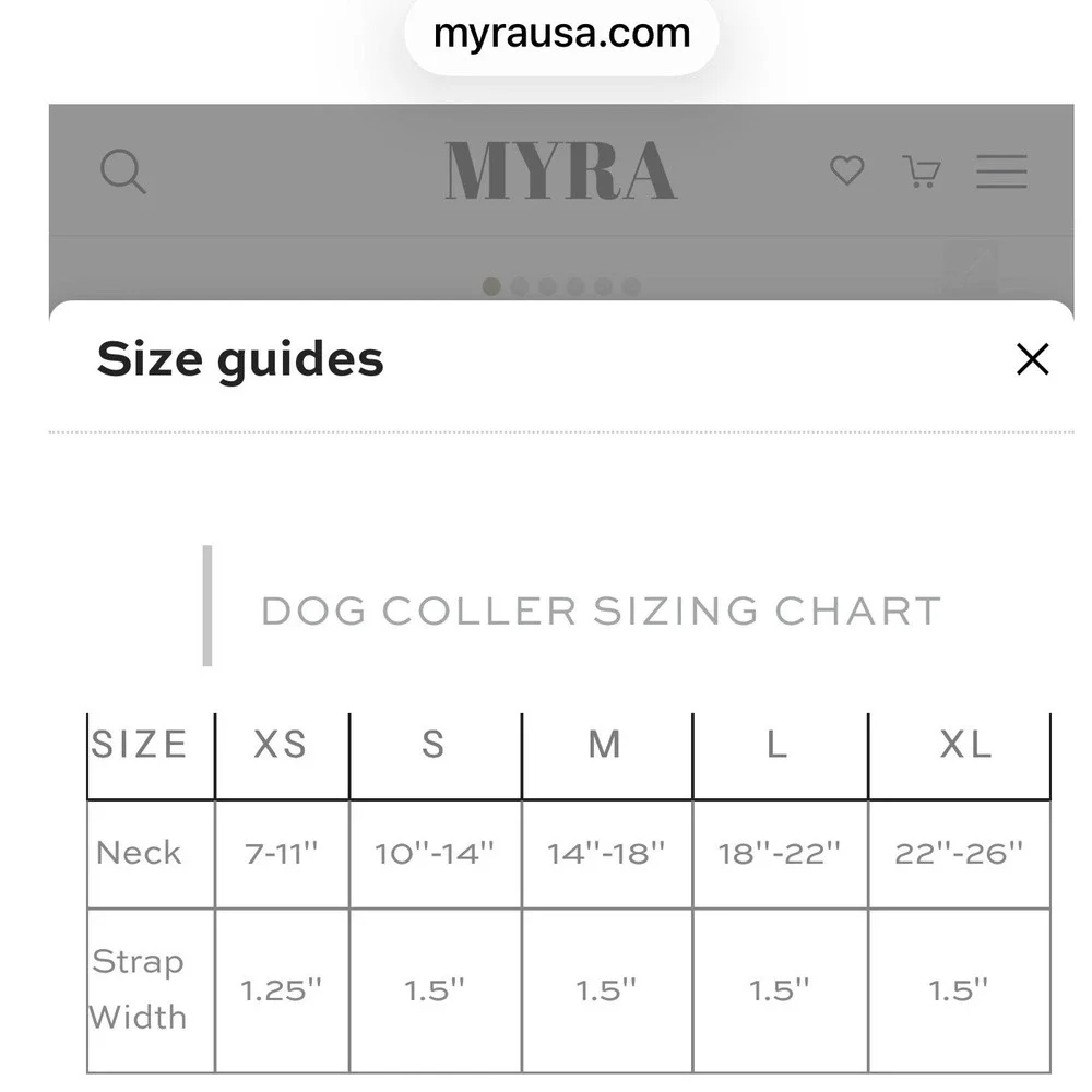 Myra Bag Cowhide Dog Collar Black White Spotted Leather Gold Bone Studs NEW XL